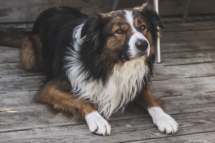 Top 10 Most Intelligent Dog Breeds for Training Success
