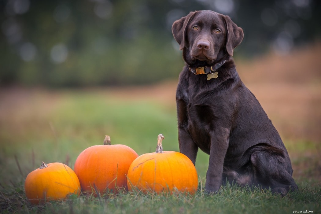 Top 10 Most Intelligent Dog Breeds for Training Success
