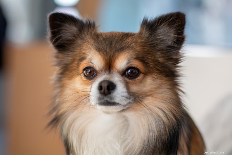 Top 10 Most Intelligent Dog Breeds for Training Success