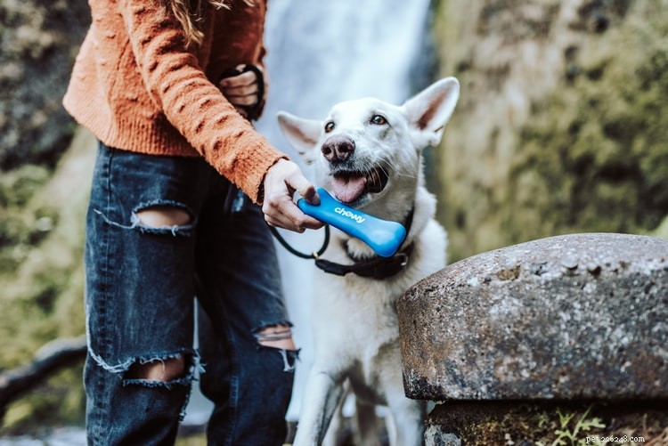 6 Essential Calcium-Rich Foods for Healthy Dogs