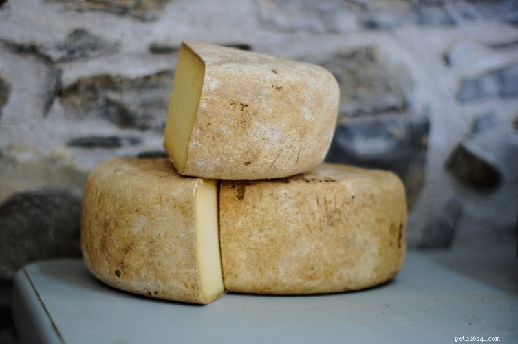 6 Essential Calcium-Rich Foods for Healthy Dogs