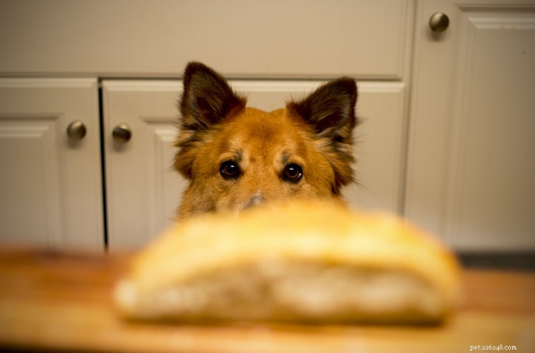6 Essential Calcium-Rich Foods for Healthy Dogs