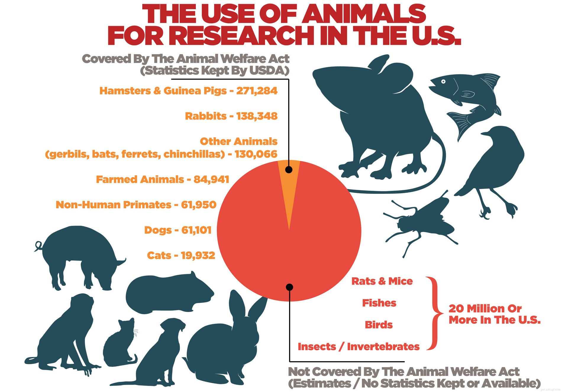 Why Protecting Animal Rights Matters: A Human Responsibility
