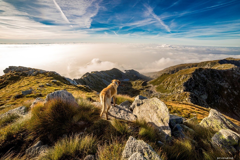 10 Engaging Outdoor Activities to Strengthen the Bond Between You and Your Dog