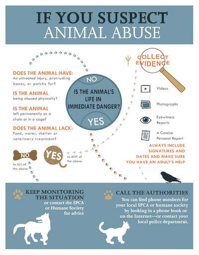 Why Protecting Animal Rights Matters: A Human Responsibility