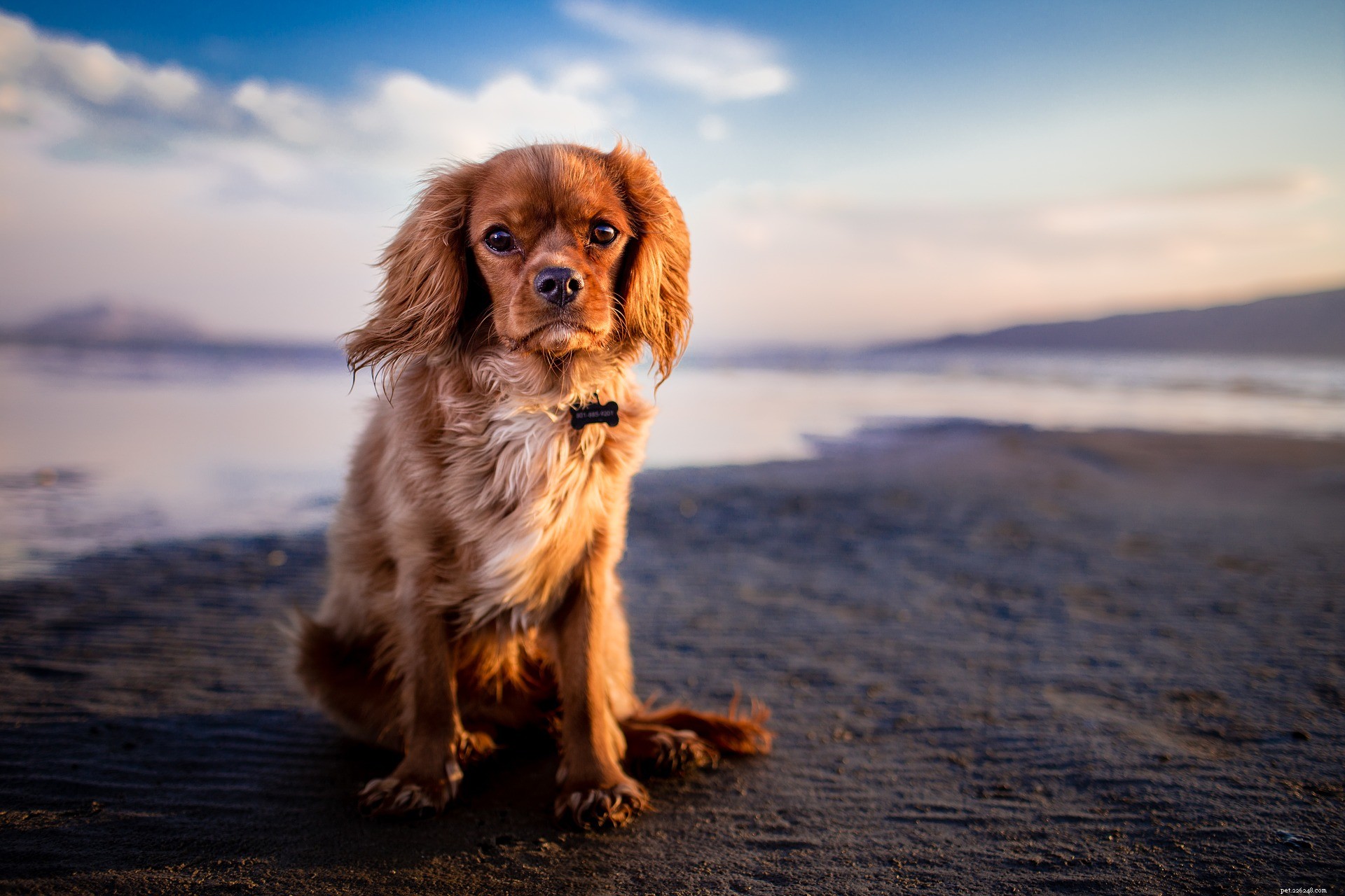 10 Engaging Outdoor Activities to Strengthen the Bond Between You and Your Dog