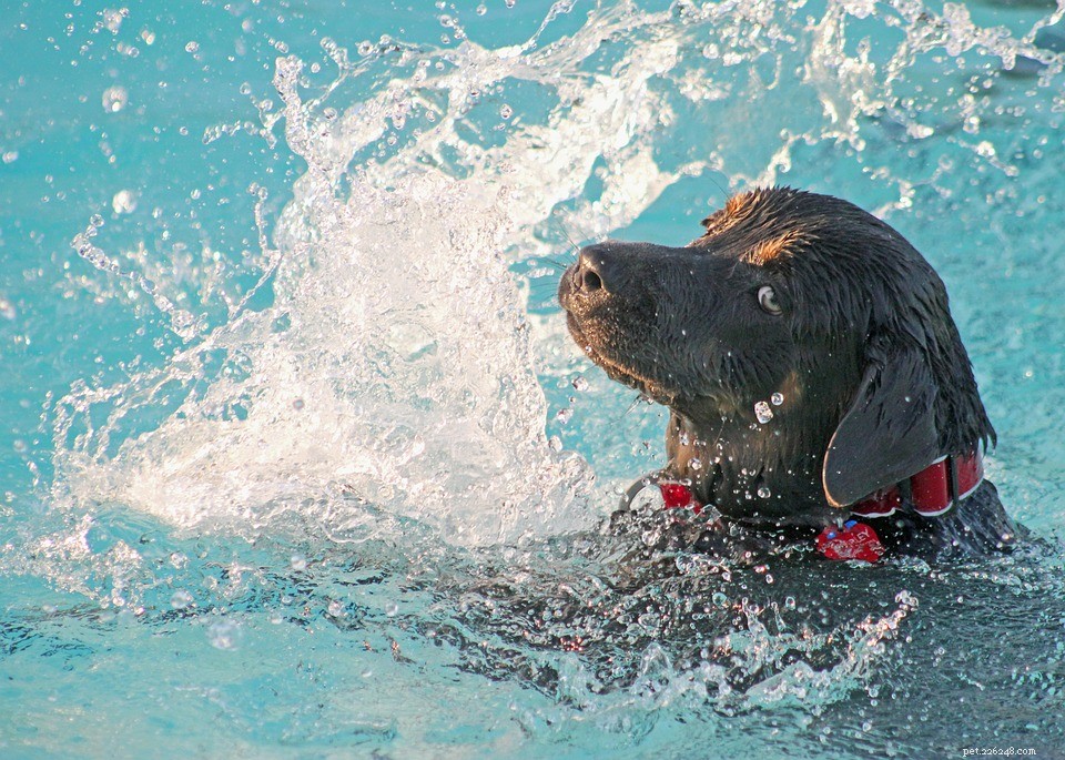 10 Engaging Outdoor Activities to Strengthen the Bond Between You and Your Dog