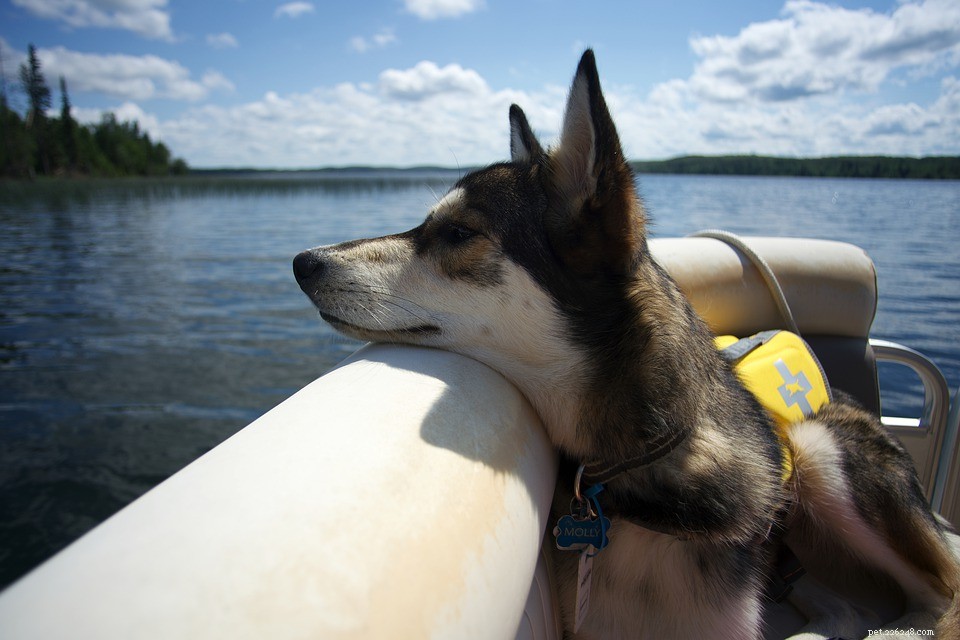 10 Engaging Outdoor Activities to Strengthen the Bond Between You and Your Dog