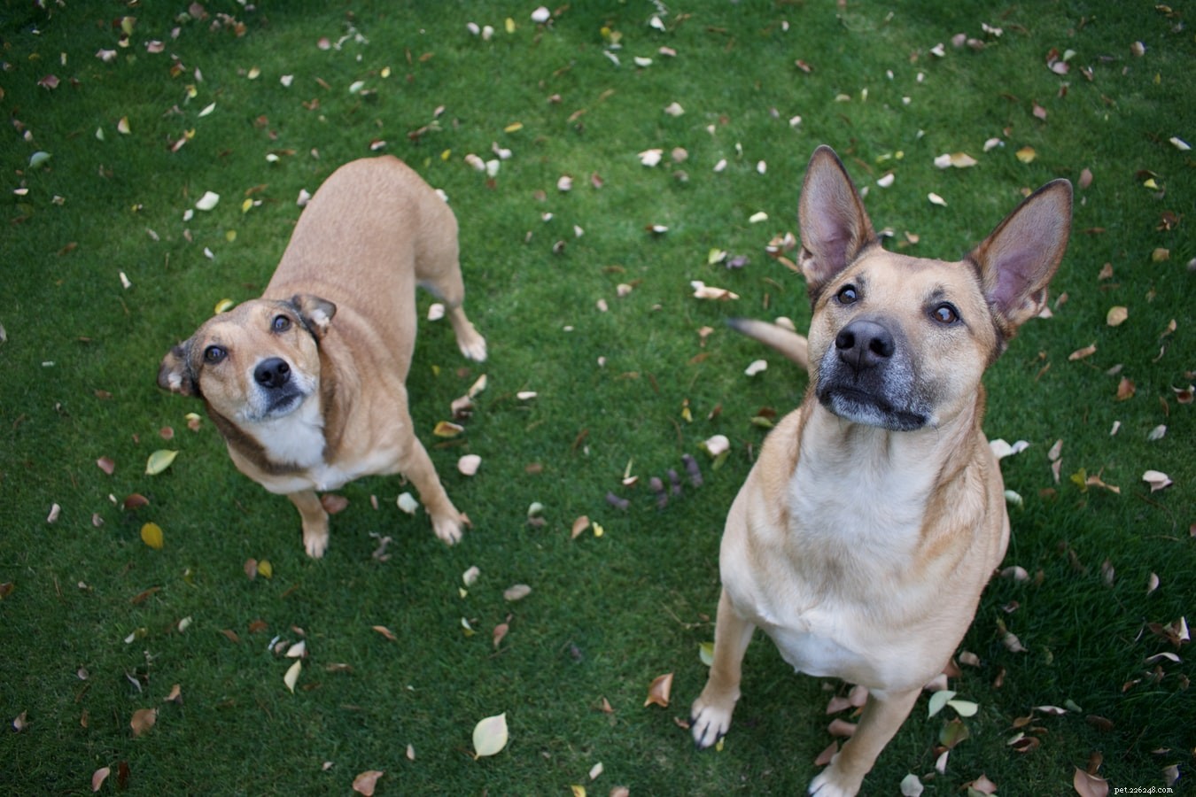 10 Engaging Outdoor Activities to Strengthen the Bond Between You and Your Dog