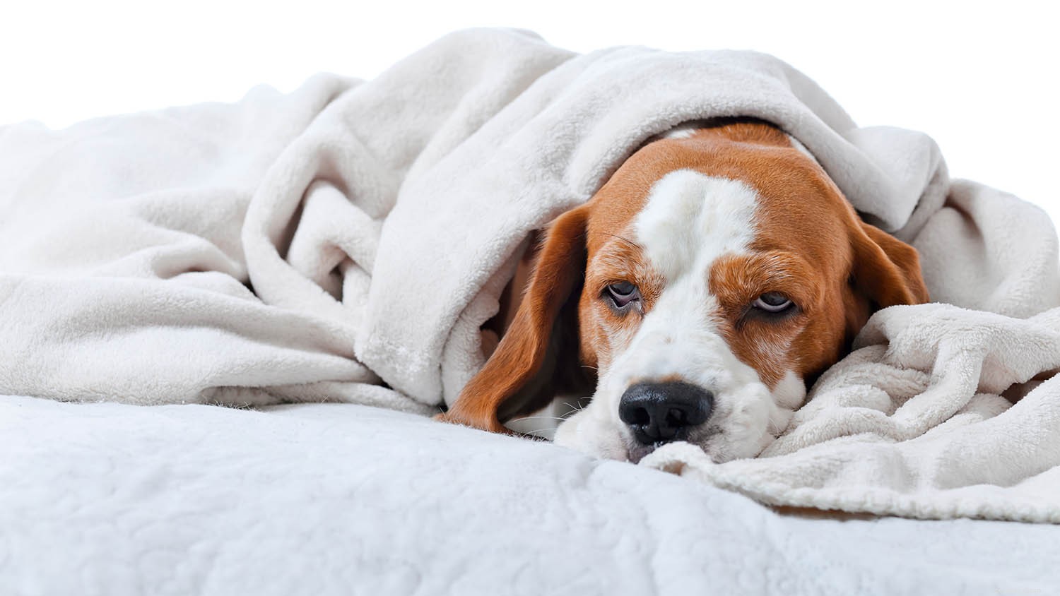 March: Nationwide Pet Poison Prevention Month – Keep Your Pets Safe