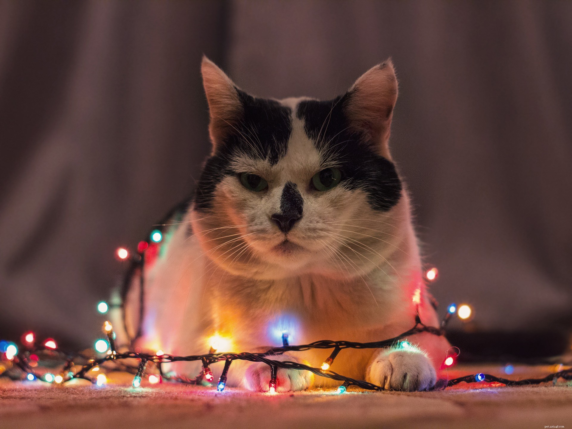 10 New Year Resolutions Inspired by Your Pets