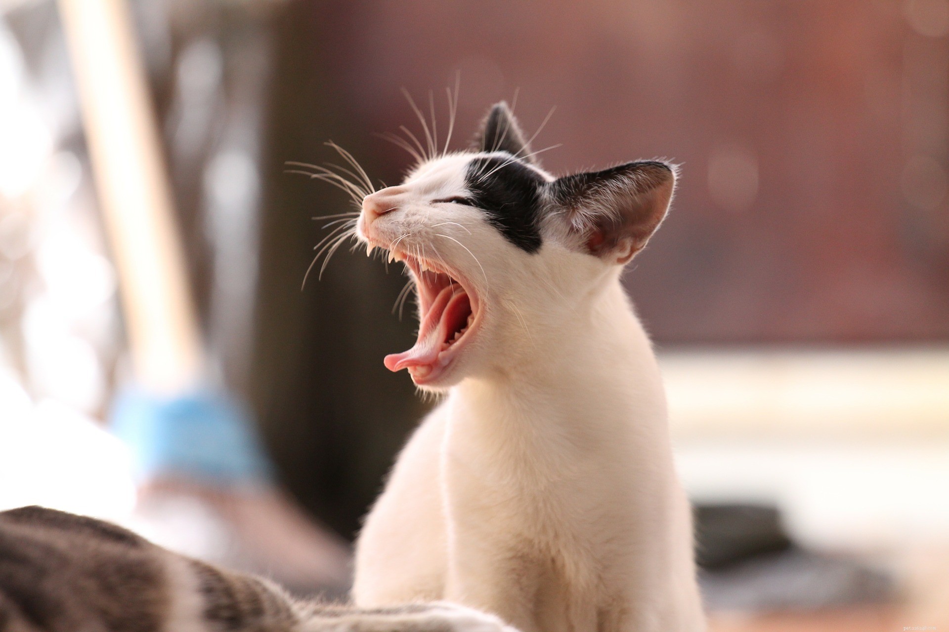 5 Proven Ways to Properly Care for Your Cat