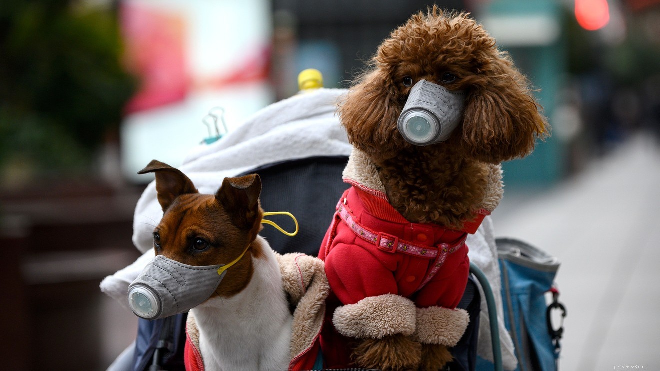 Beat Quarantine Stress Together: Proven Strategies for You and Your Pet