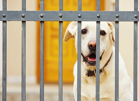 Beat Quarantine Stress Together: Proven Strategies for You and Your Pet