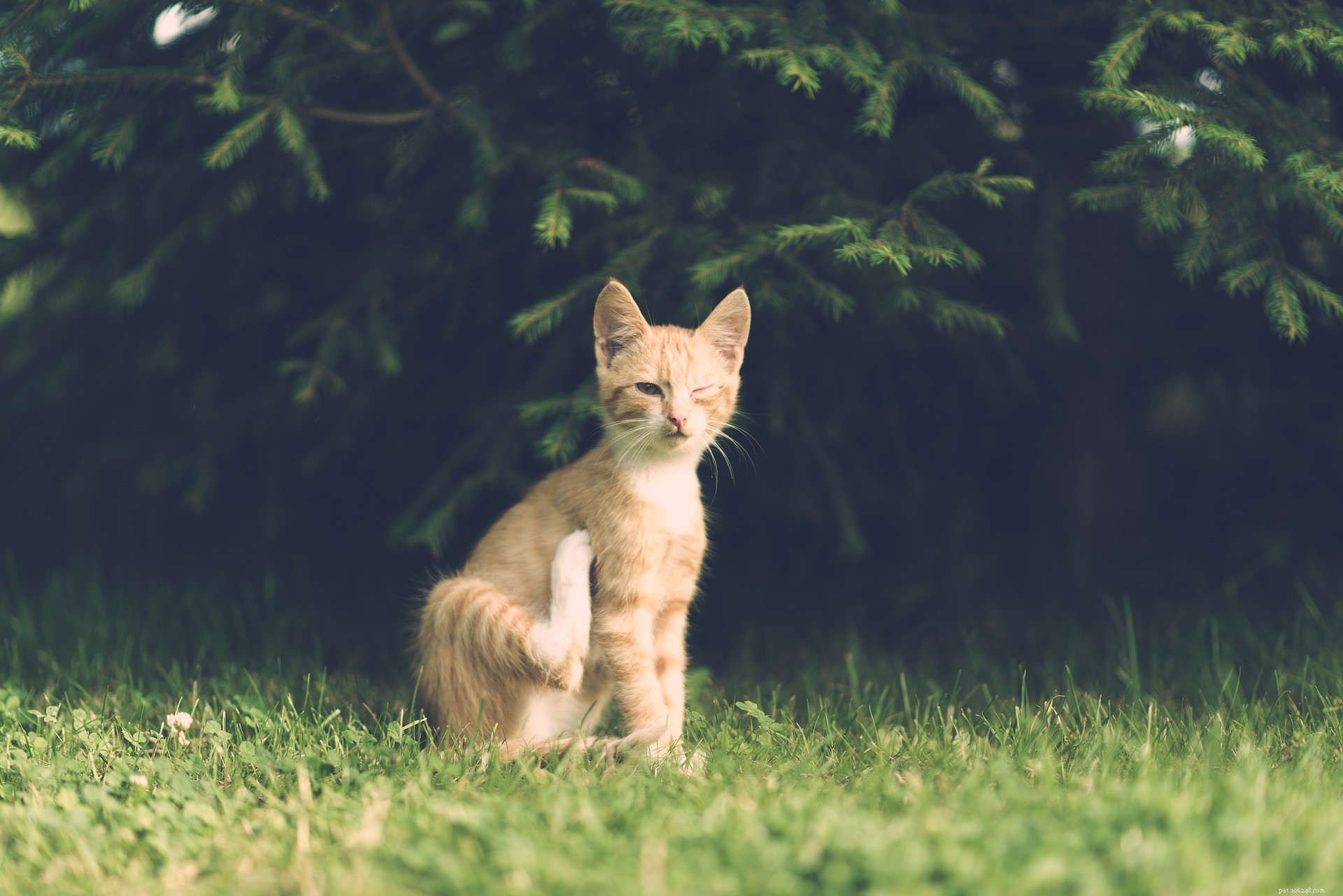Top Benefits of Owning a Cat: Boost Your Health & Happiness