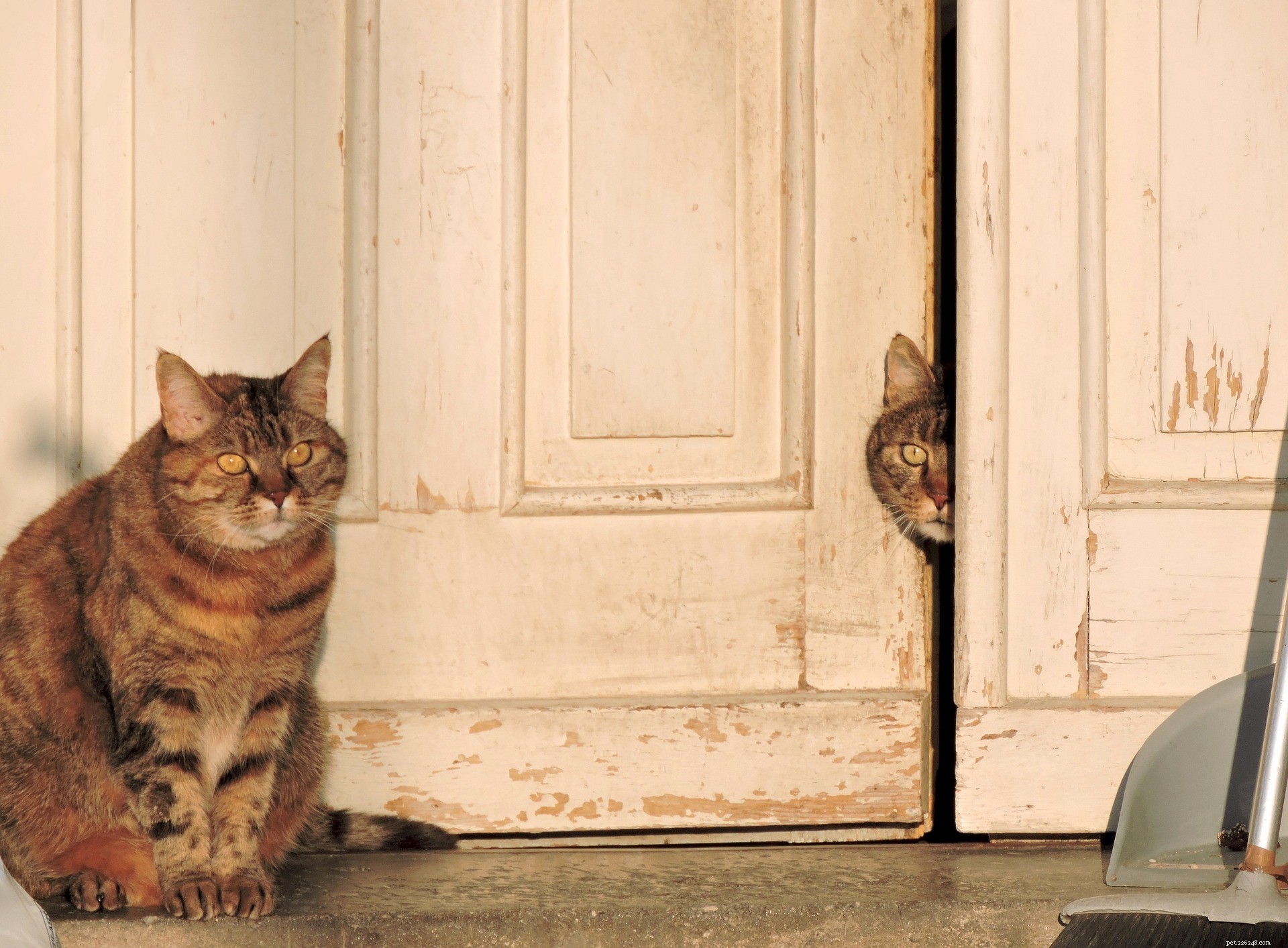 Top Benefits of Owning a Cat: Boost Your Health & Happiness