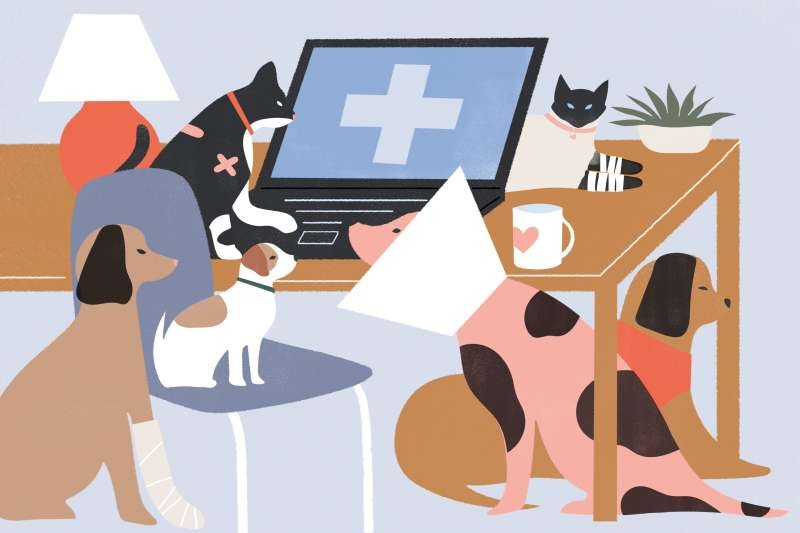 Understanding Pet Insurance: How It Protects Your Furry Companion