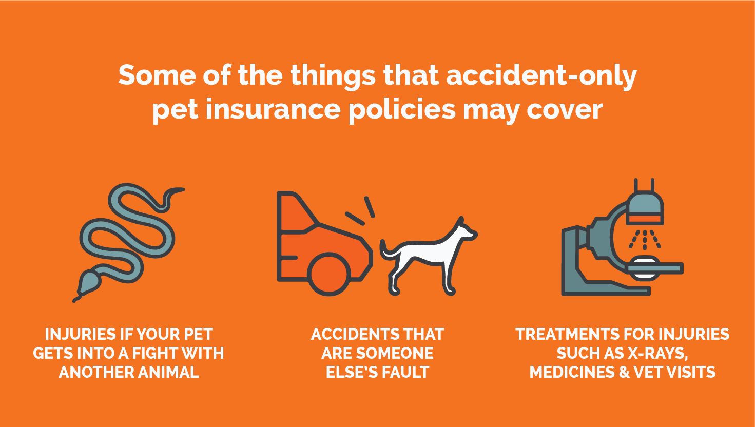 Understanding Pet Insurance: How It Protects Your Furry Companion