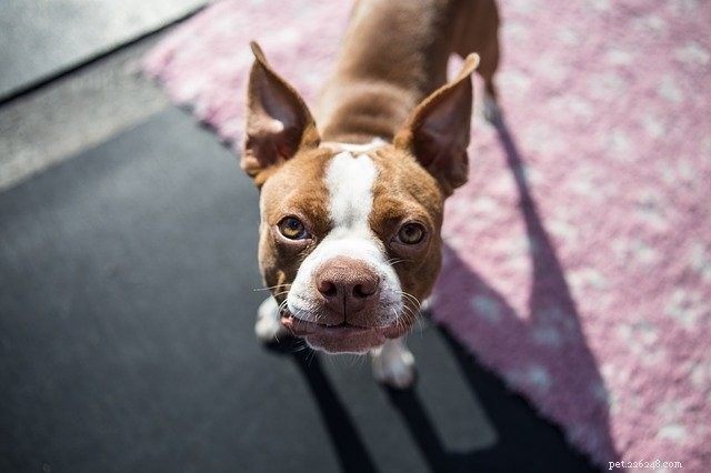 Understanding Pet Insurance: How It Protects Your Furry Companion