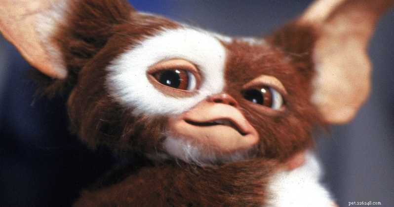 Top 8 Holiday Films to Enjoy With Your Pet