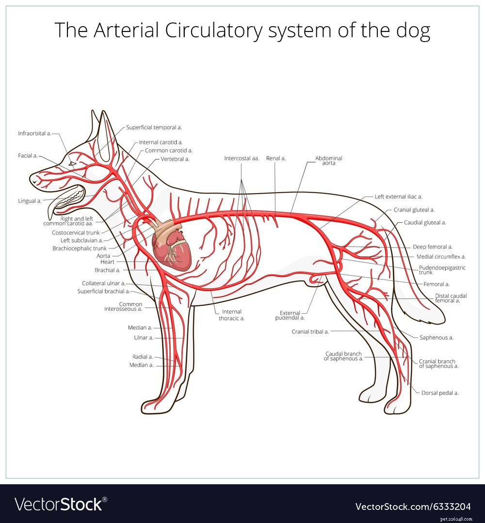 Dog Heart Disease: Symptoms, Prevention, Diagnosis, and Treatment Guide
