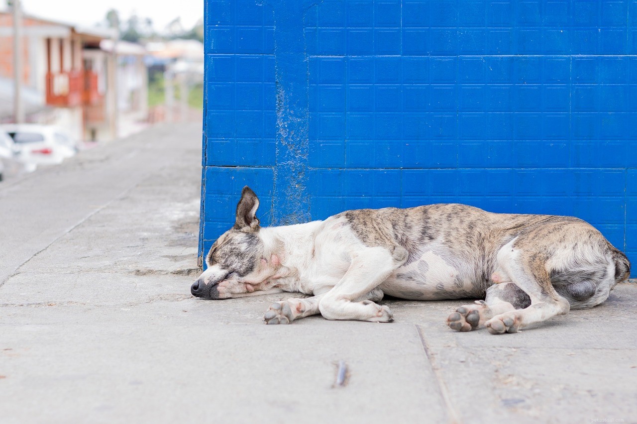Protect Your Pets: Proven Steps to Prevent Heartworm Disease