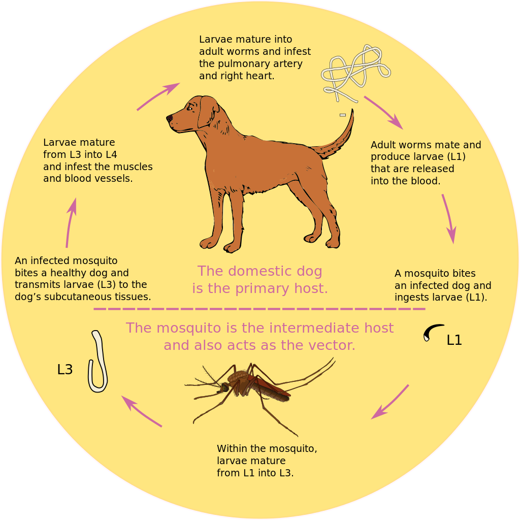 Protect Your Pets: Proven Steps to Prevent Heartworm Disease