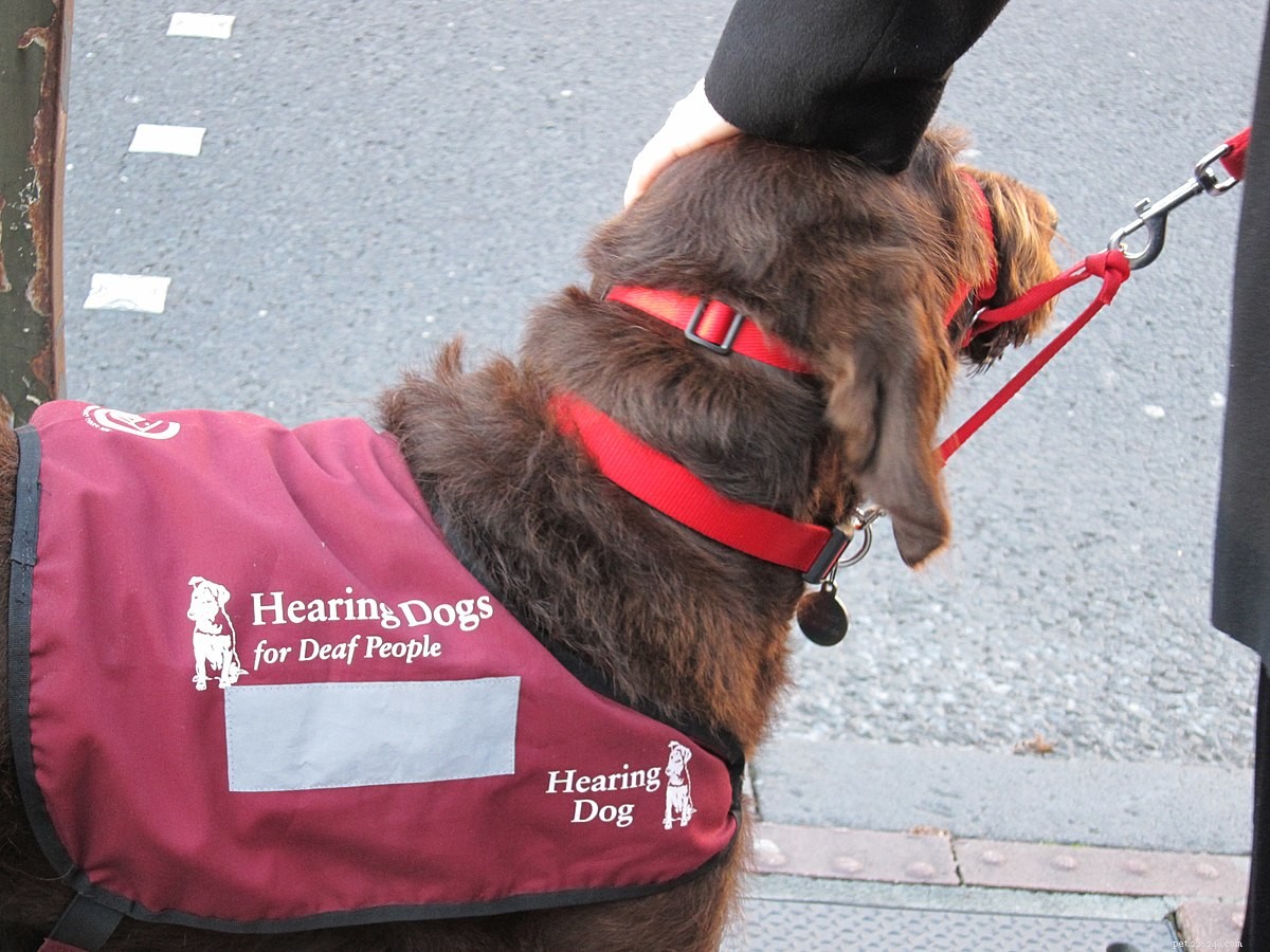 National Seeing Eye Dog Day: Honoring Guide Dogs that Empower the Blind