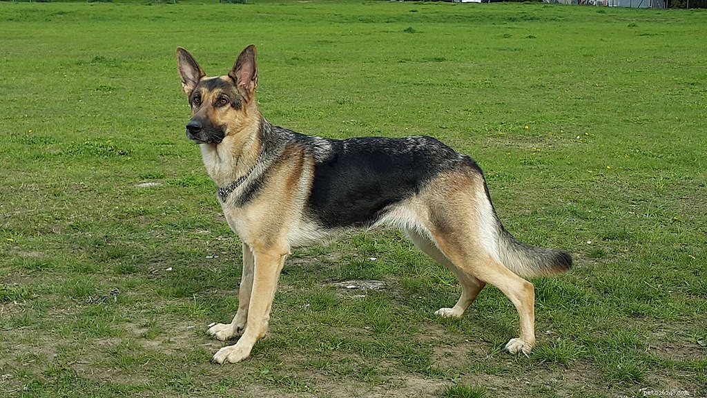 Top 5 Reliable Police Dogs You Can Trust