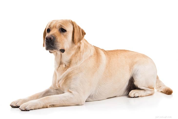 Top 5 Reliable Police Dogs You Can Trust