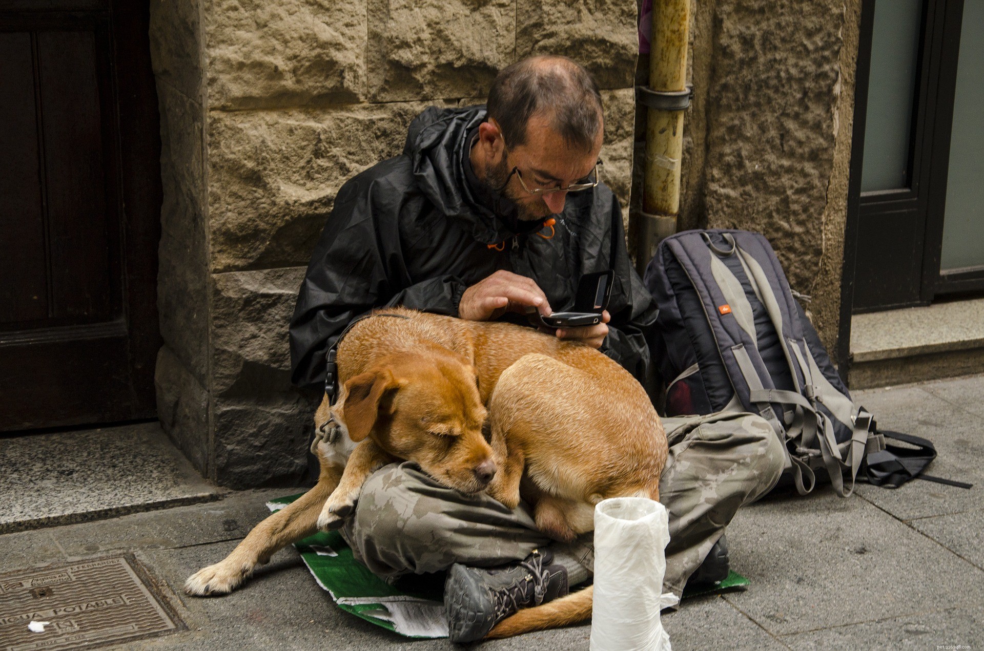 Change a Pet’s Life Day Approaches—Discover How to Adopt & Save Shelter Pets