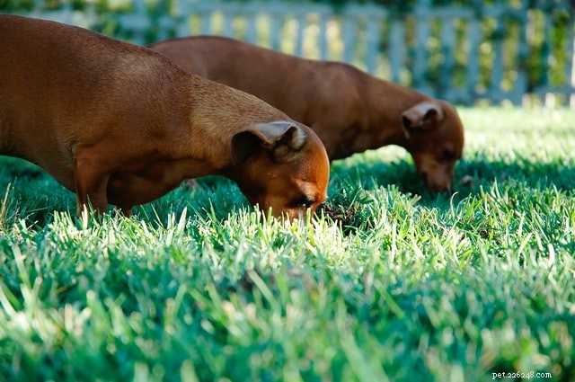 Treating Sensitive Stomach Issues in Dogs: A Practical Guide