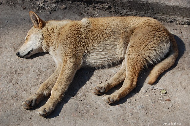 Treating Sensitive Stomach Issues in Dogs: A Practical Guide