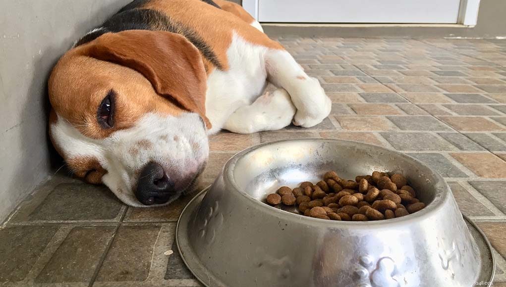 Treating Sensitive Stomach Issues in Dogs: A Practical Guide