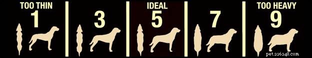 Professional Water Therapy for Dogs: Relieve Arthritis, Obesity & Bone Pain