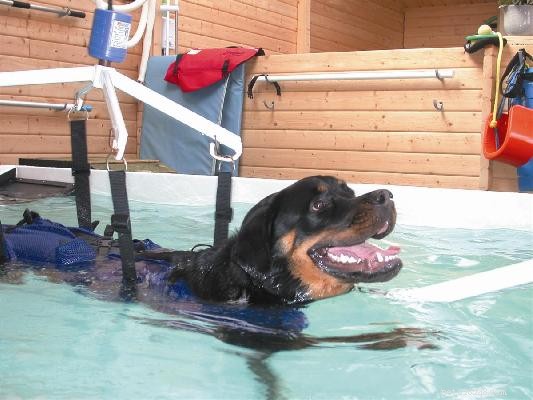 Understanding Dog Arthritis: Causes, Symptoms, and Care