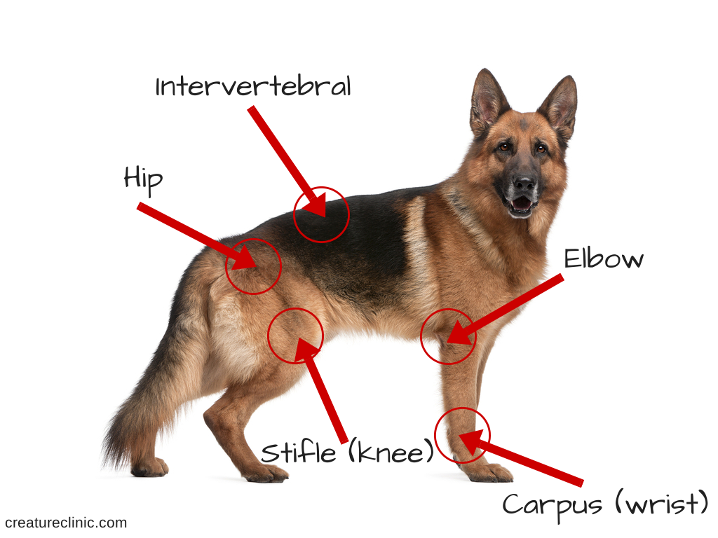 Understanding Dog Arthritis: Causes, Symptoms, and Care