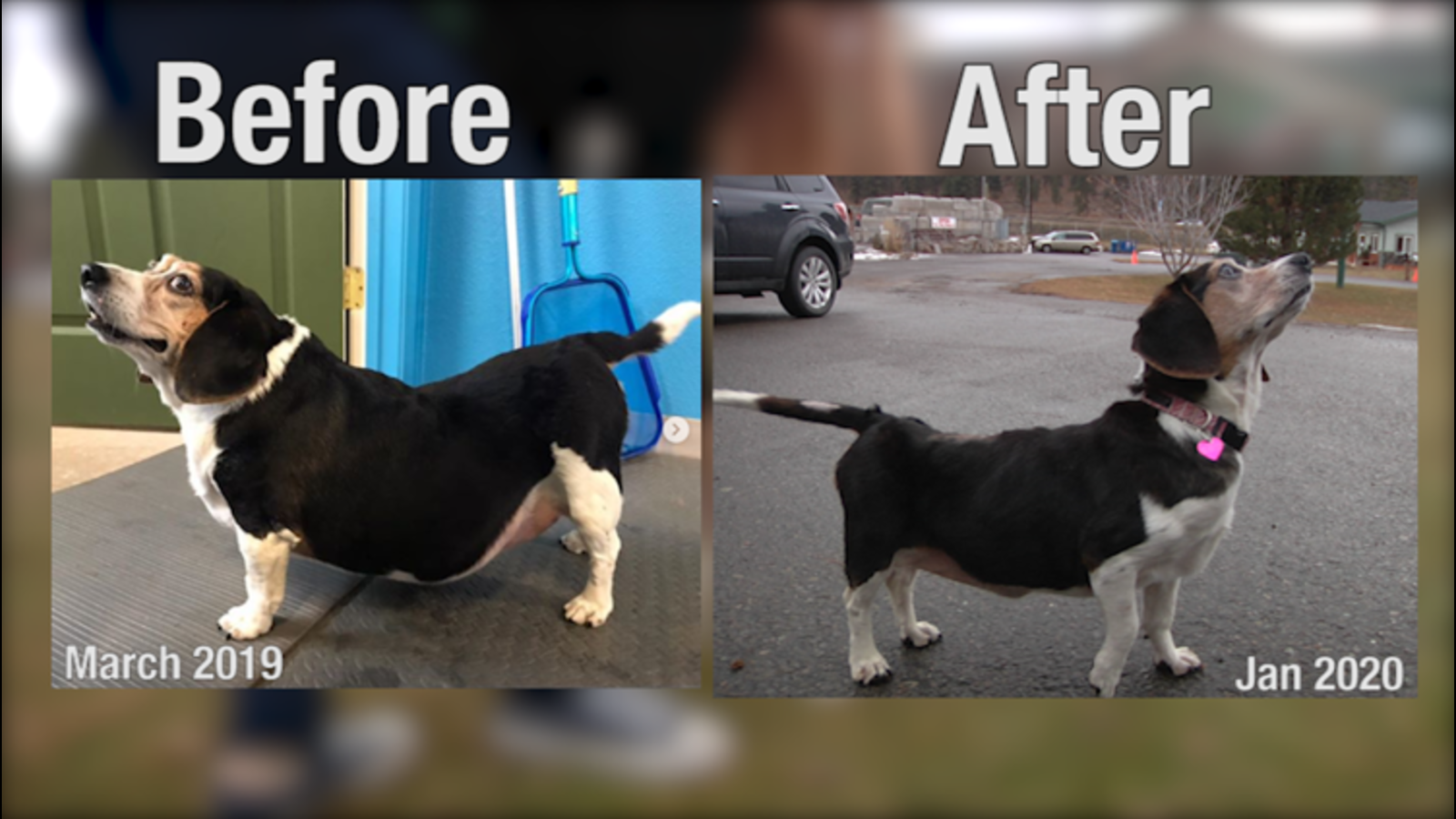 Professional Water Therapy for Dogs: Relieve Arthritis, Obesity & Bone Pain