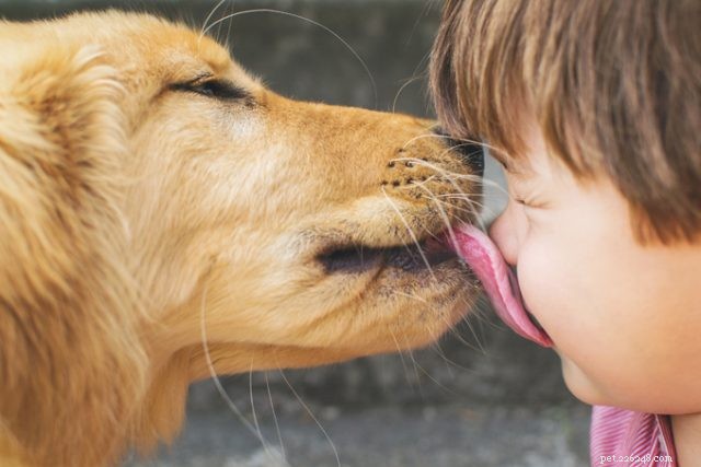 Professional Dog Grooming: Health, Hygiene, and Happiness