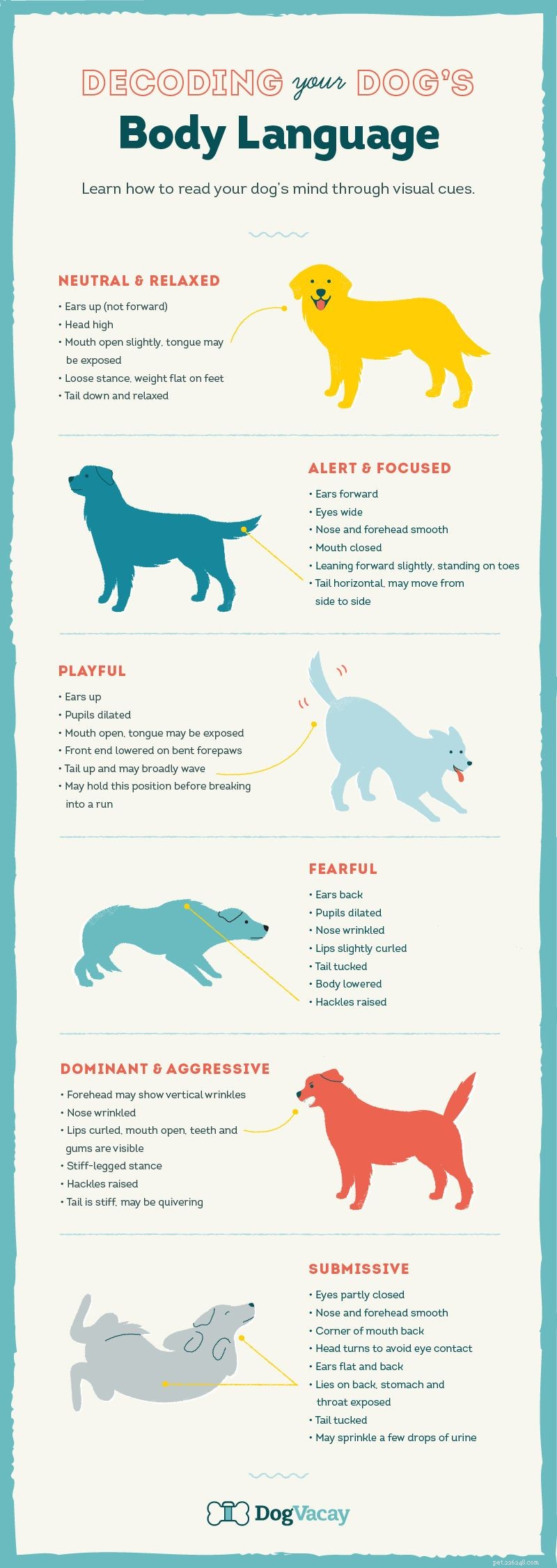 Understanding the Root Causes of Aggressive Dog Behavior