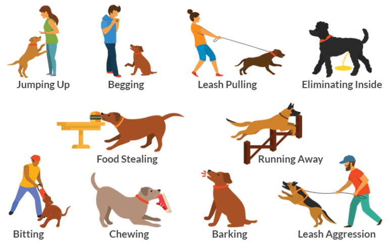 Understanding the Root Causes of Aggressive Dog Behavior