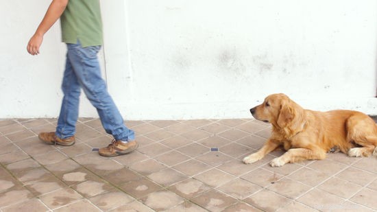 Master the  Stay  Command: Expert Training Tips for Reliable Obedience