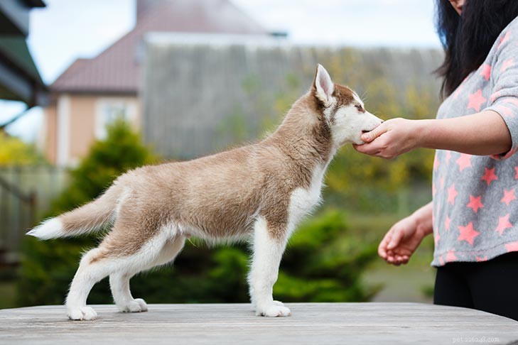 Master the  Stay  Command: Expert Training Tips for Reliable Obedience