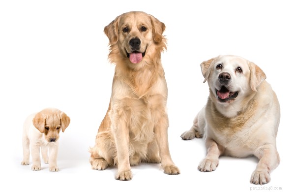 Comprehensive Guide to Caring for Your Dog: Tips, Health, and Responsibility