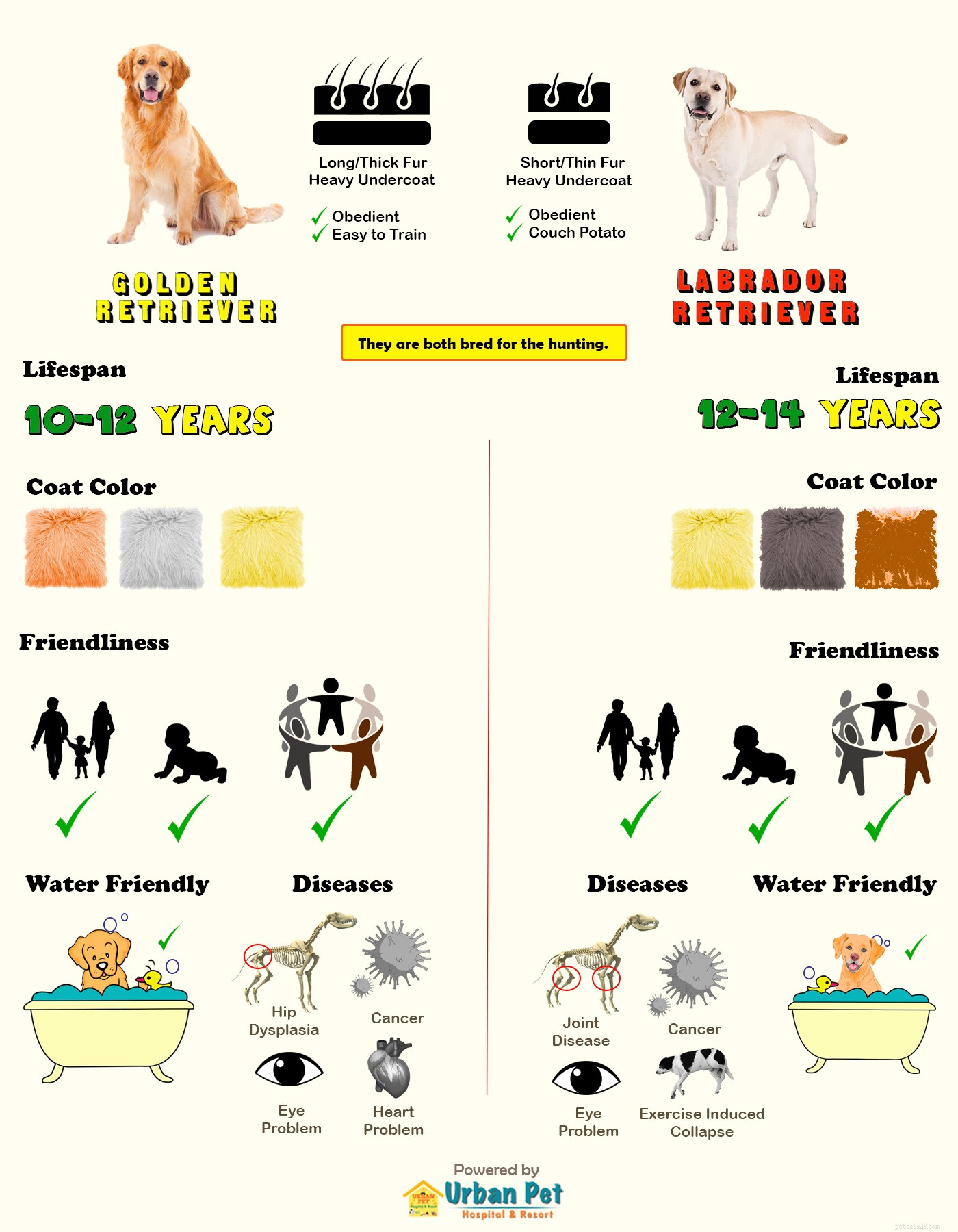 Golden Retrievers vs. Labradors: A Clear Comparison Infographic