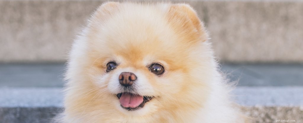 Do Dogs Contract COVID‑19? What the Latest Research Says