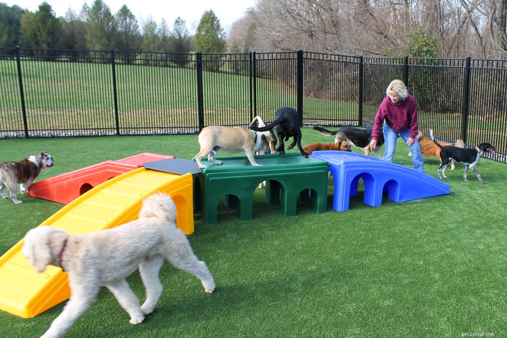 Choosing the Right Doggy Daycare: A Guide for Pet Owners