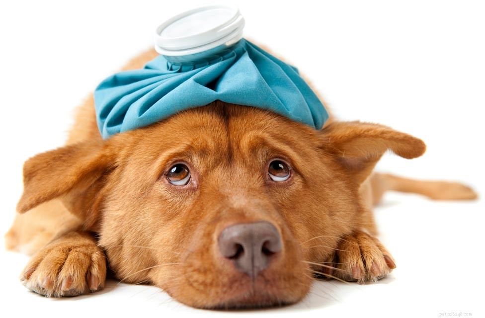 Top 8 Dog Paw Issues: Causes, Symptoms, and Care Tips