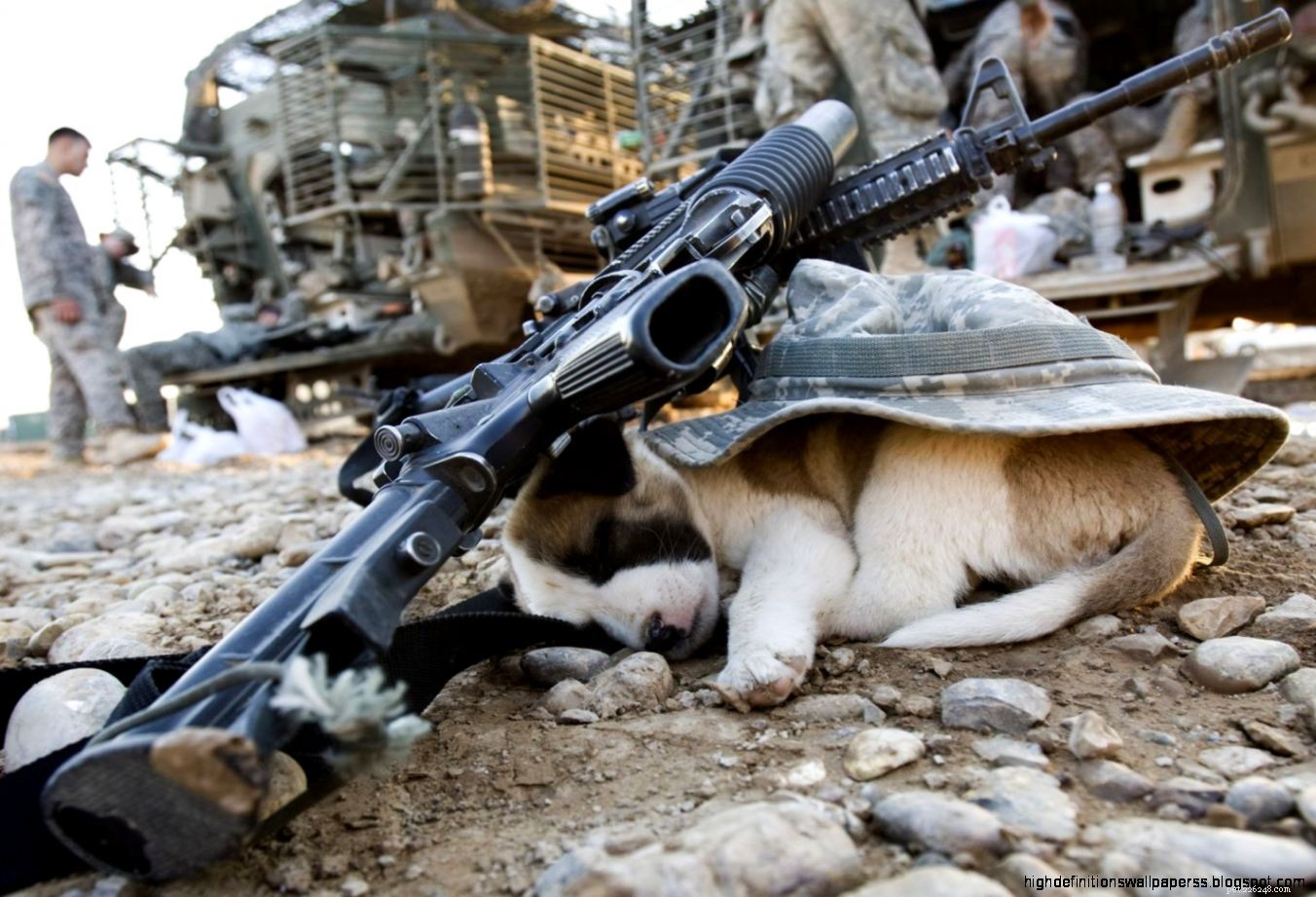 Activists Who Rescued 1,000 Pets from Syria’s War Zones