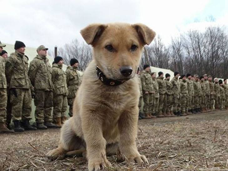 Activists Who Rescued 1,000 Pets from Syria’s War Zones